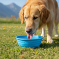 Portable Dog Water Bowl